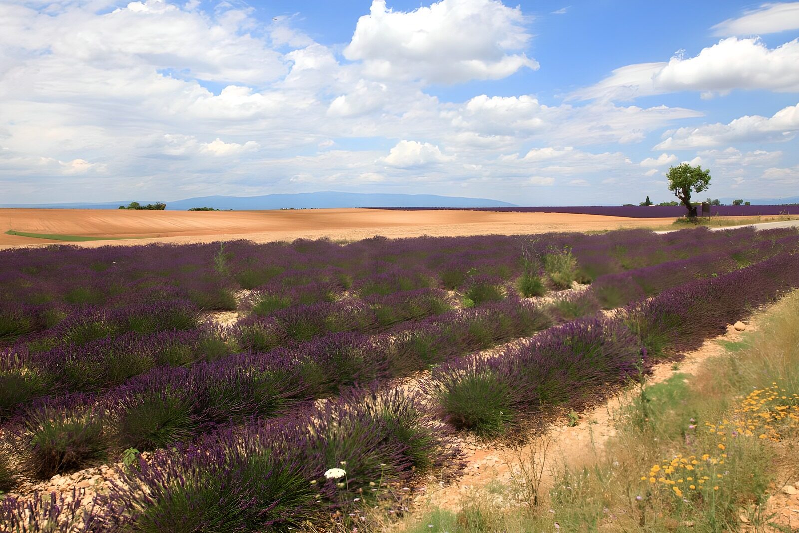 TPDE97853: Lavendel in einer dürren Landschaft