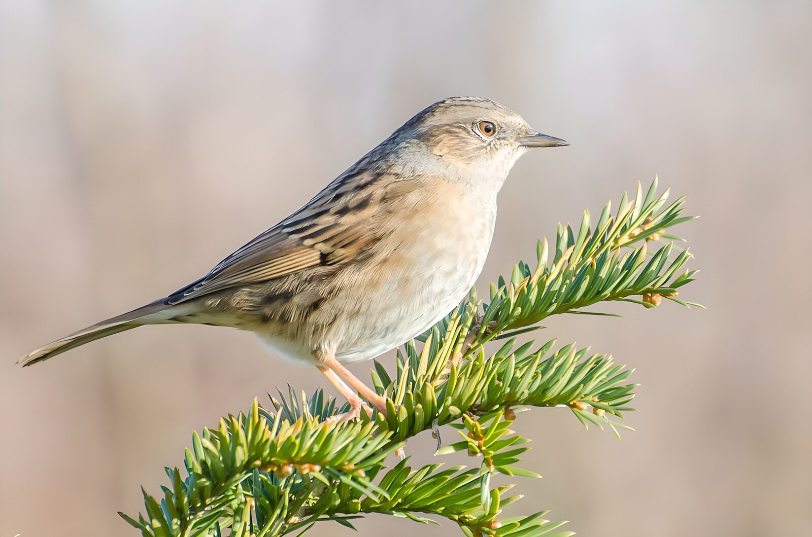 TPDE72430: kleiner Vogel mit dem Gefieder in Brauntönen auf einem Tannenzweig