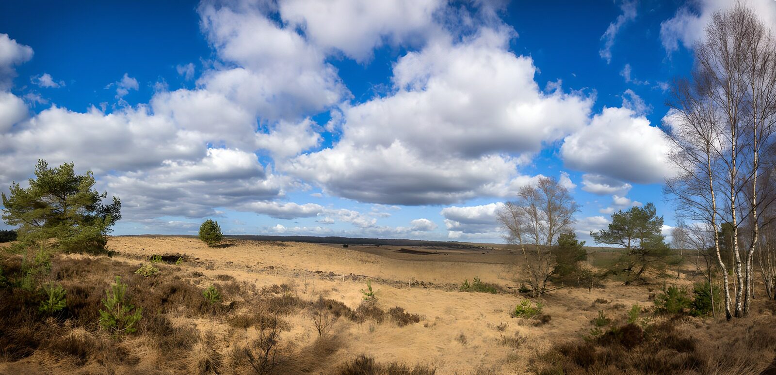 TPDE51610: Weite Heidelandschaft unter blauem Himmel