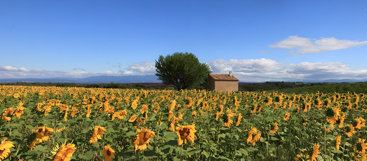 Sonnenblumenanbau auf den Hügeln der Provence für u.a. Sonnenblumenöl