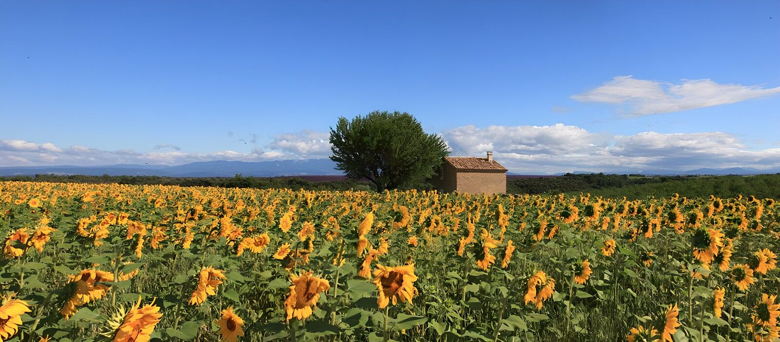 TPDE43597: Sonnenblumenanbau auf den Hügeln der Provence für u.a. Sonnenblumenöl