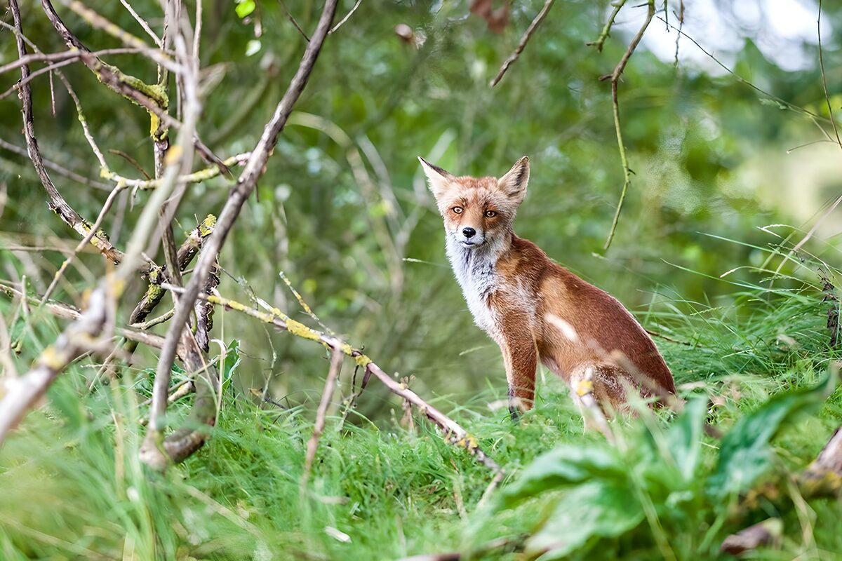 TPDE45262: ein aufmerksamer Rotfuchs