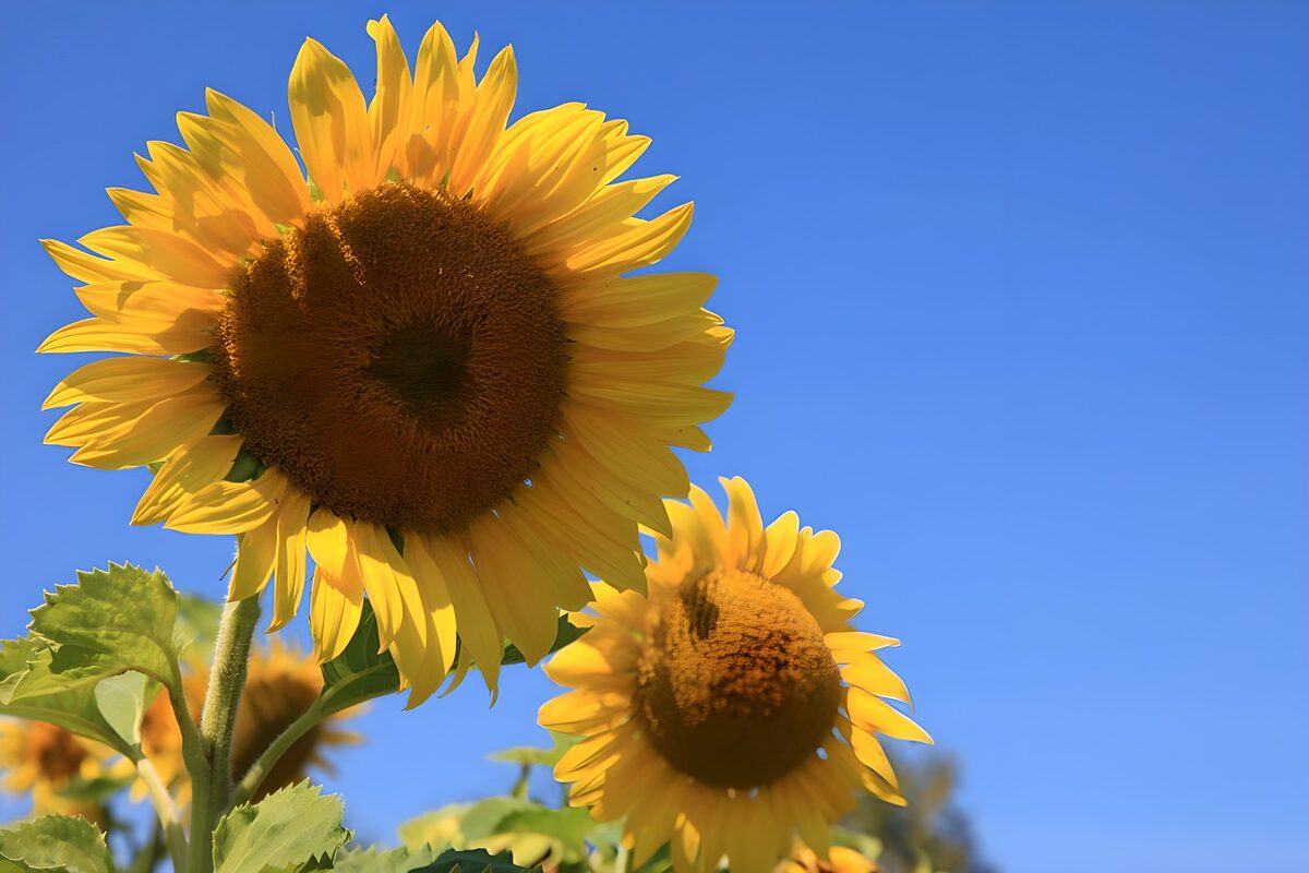 TPDE27497: majestätische Blüte der Sonnenblumen