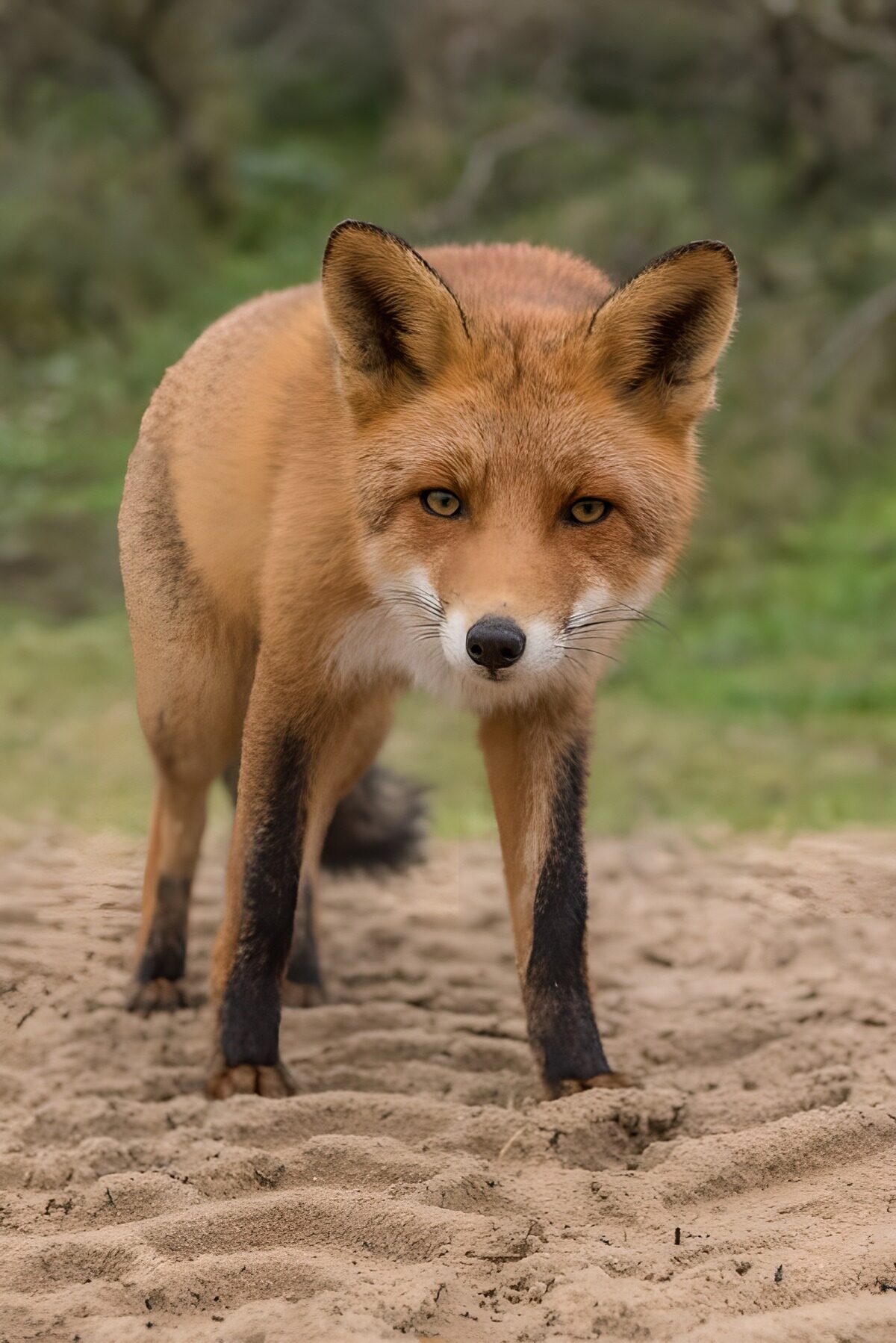 TPDE41465: Fuchs auf einem Sandweg in den Dünen