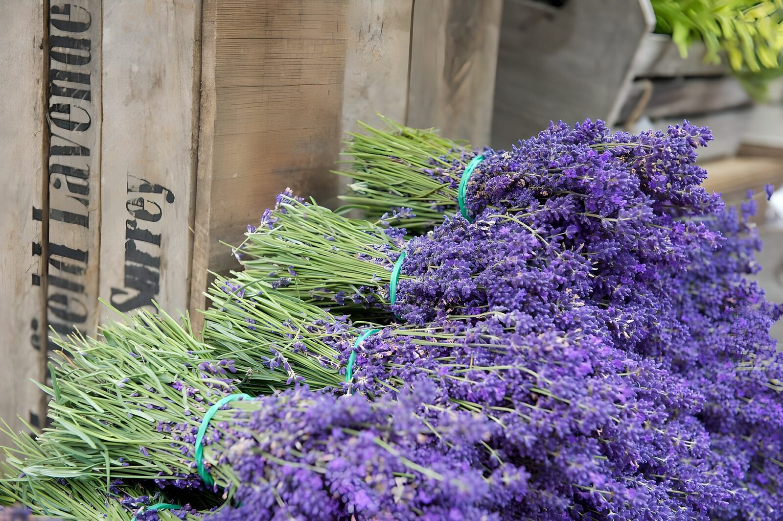 TPDE61157: Lavendel zur Weiterverarbeitung bereit