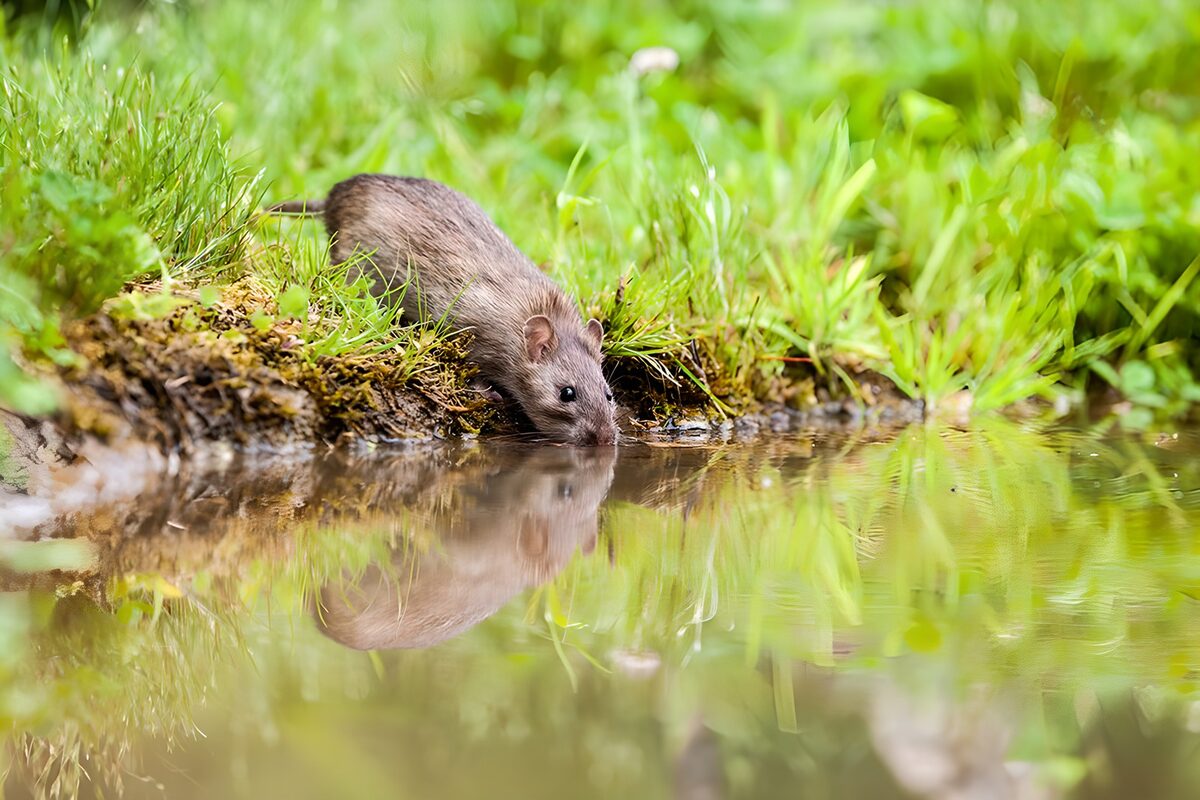 Fischotter am Wasserrand