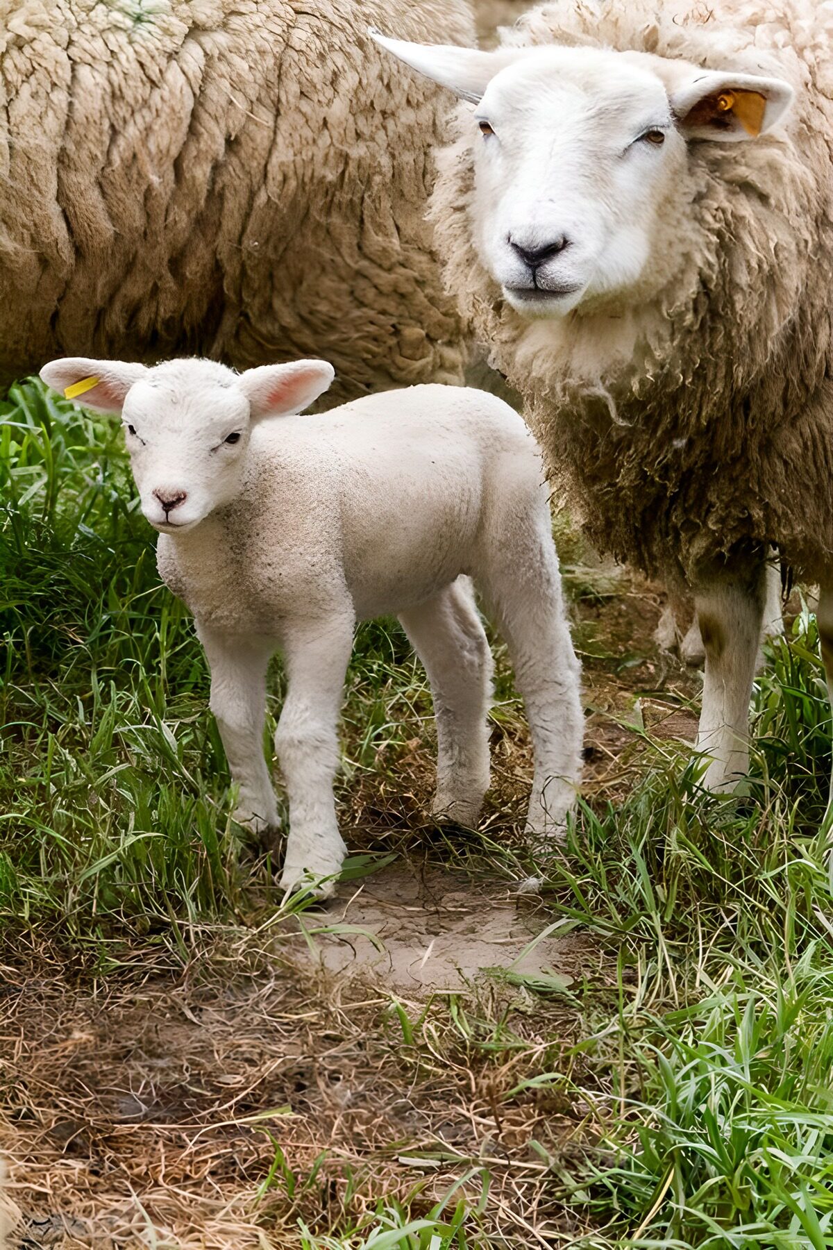 TPDE90718: Schafherde mit einem Lamm