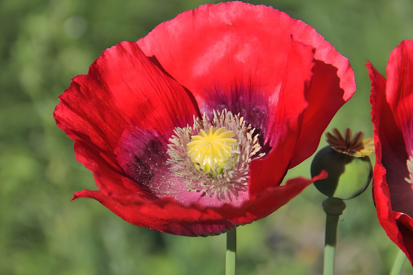 TPDE79262: seidige rote  Mohn-Blüte
