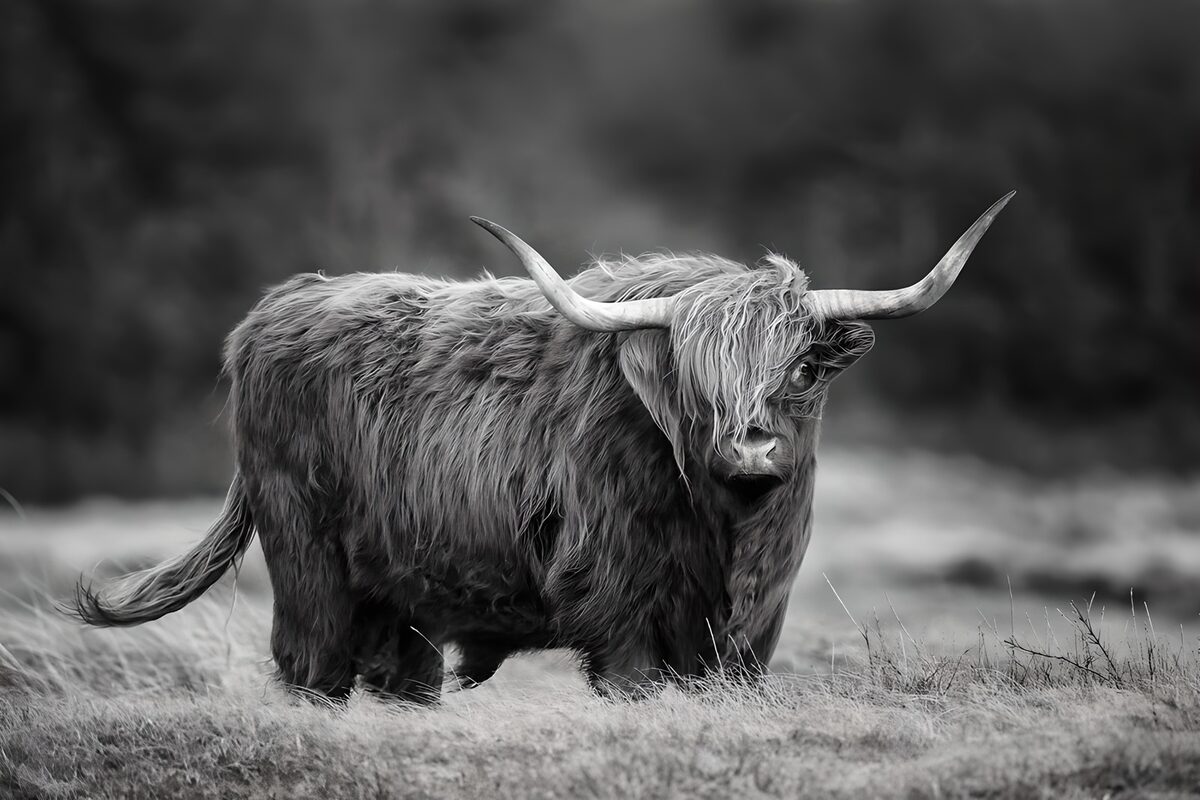 TPDE15679: Highland-Rind in Schwarzweiß