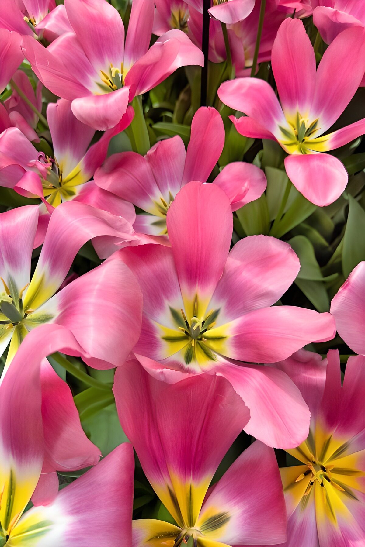 Pinke Tulpenblüten im Frühling