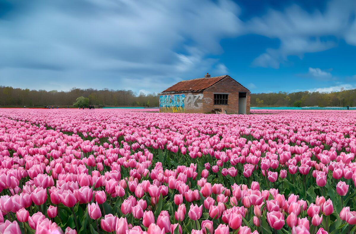 TPDE68160: Pinker Tulpenfeld mit Graffiti-Hütte
