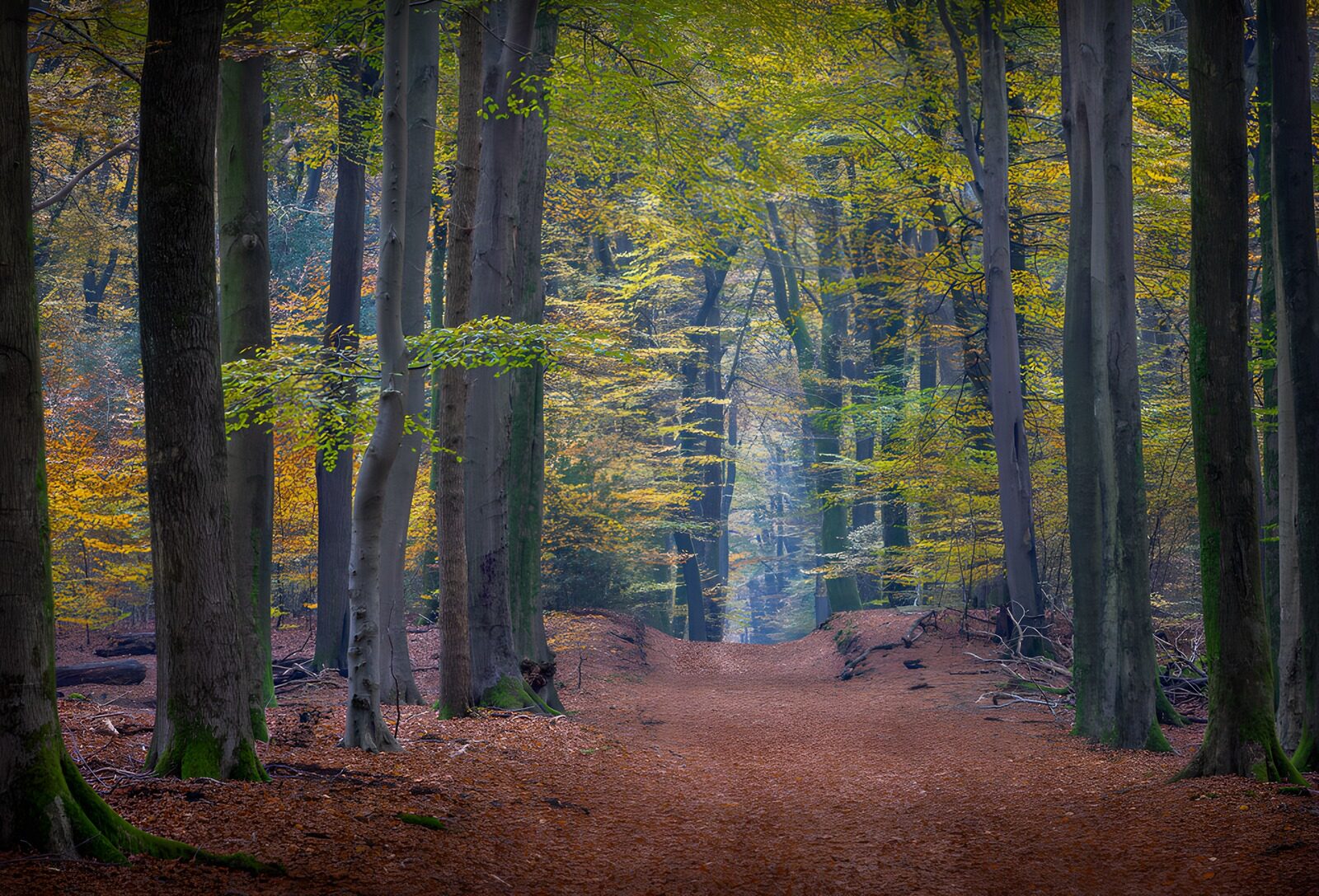 TPDE66822: Herbstlicher Waldweg mit Laub