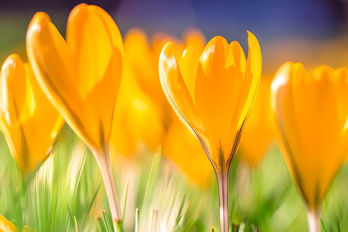 TPDE59058:  Gelbe Krokusse