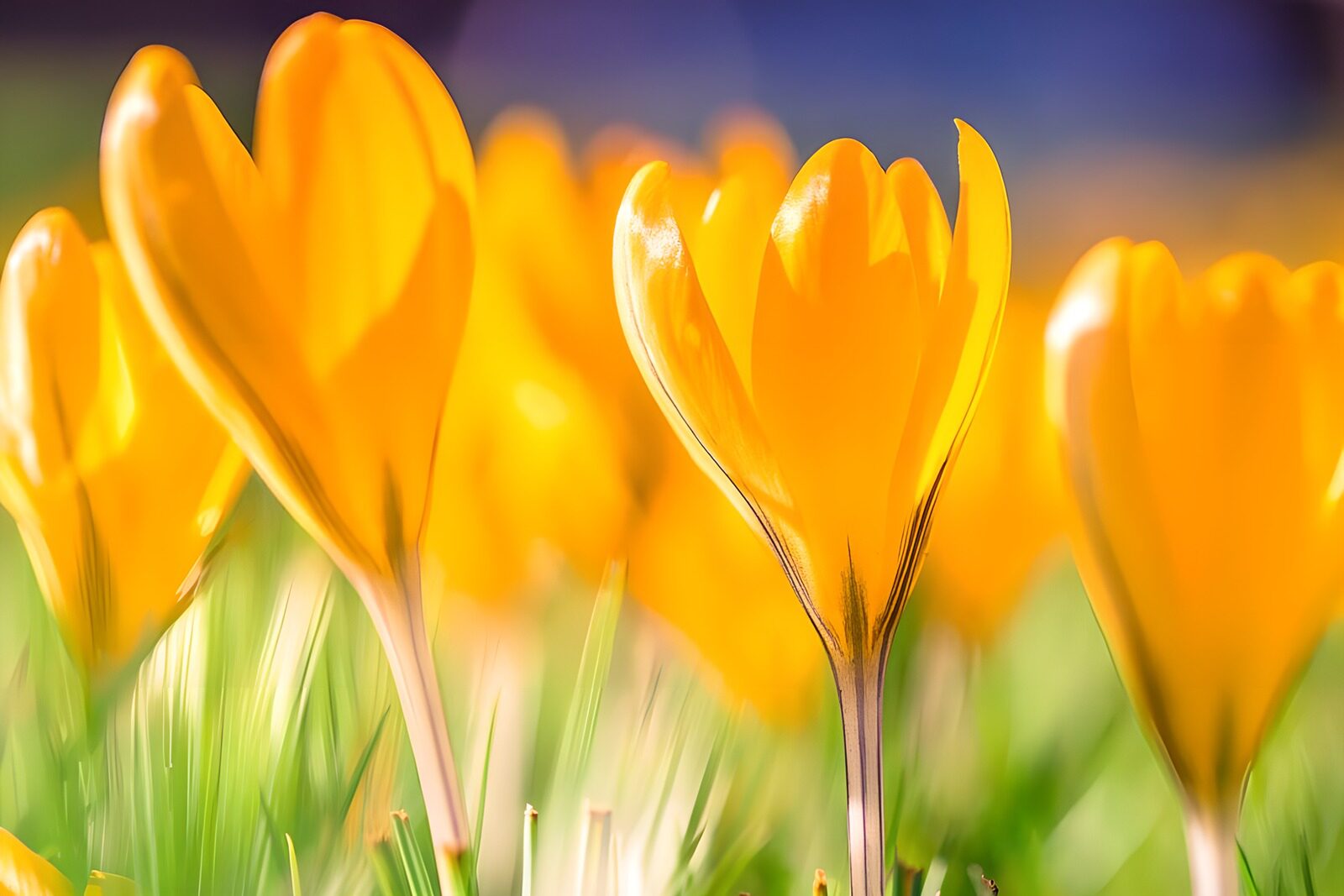 TPDE59058:  Gelbe Krokusse