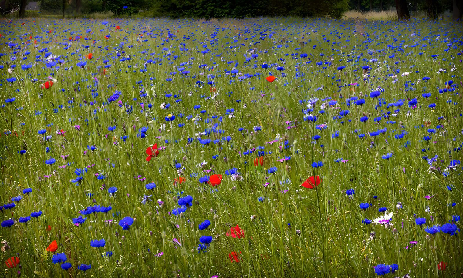 TPDE41863: Bunter Blumenwiese im Frühling