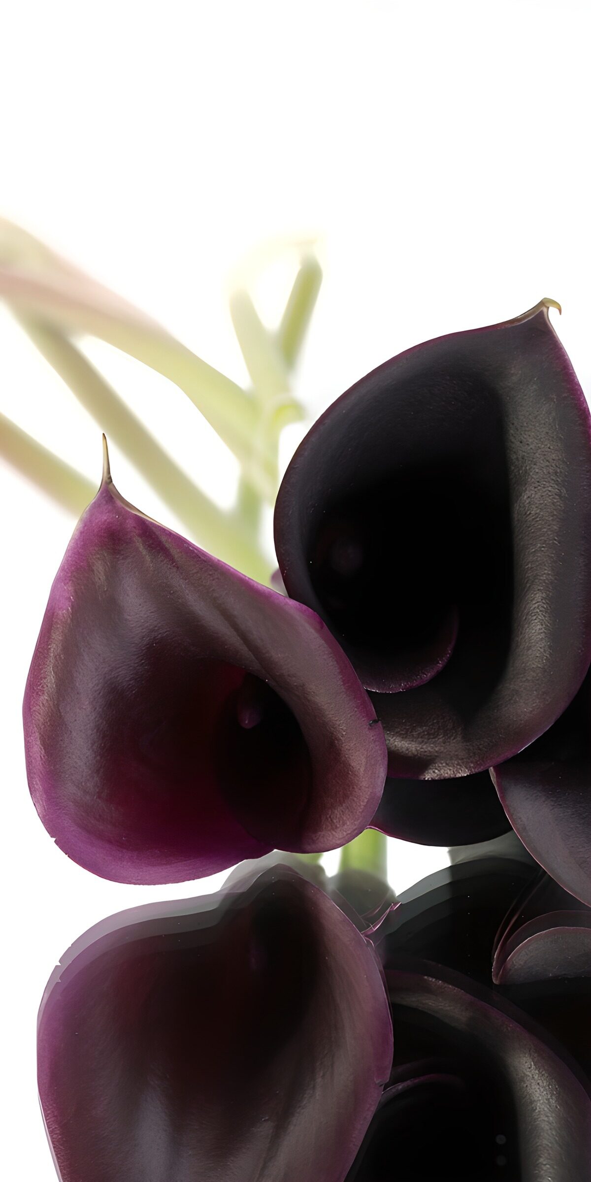 TPDE13110: Elegante schwarze Calla-Lilien