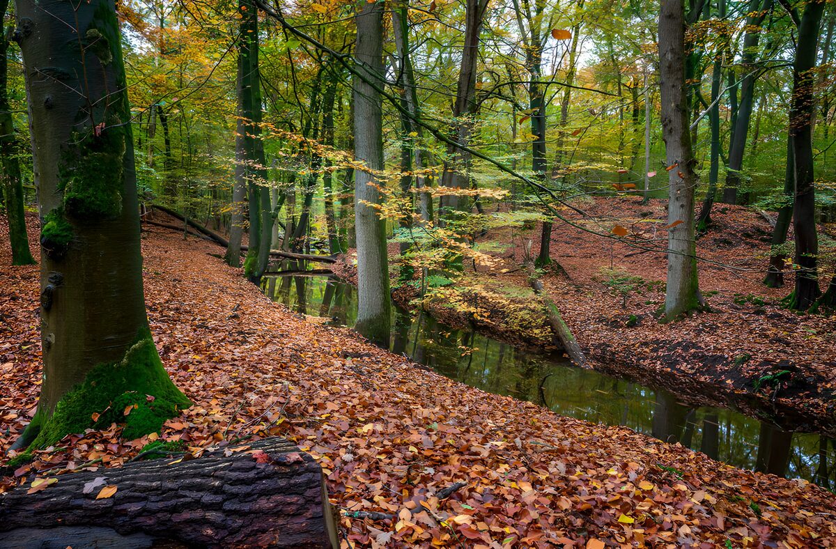 Herbstlicher Wald mit ruhigem Wasser