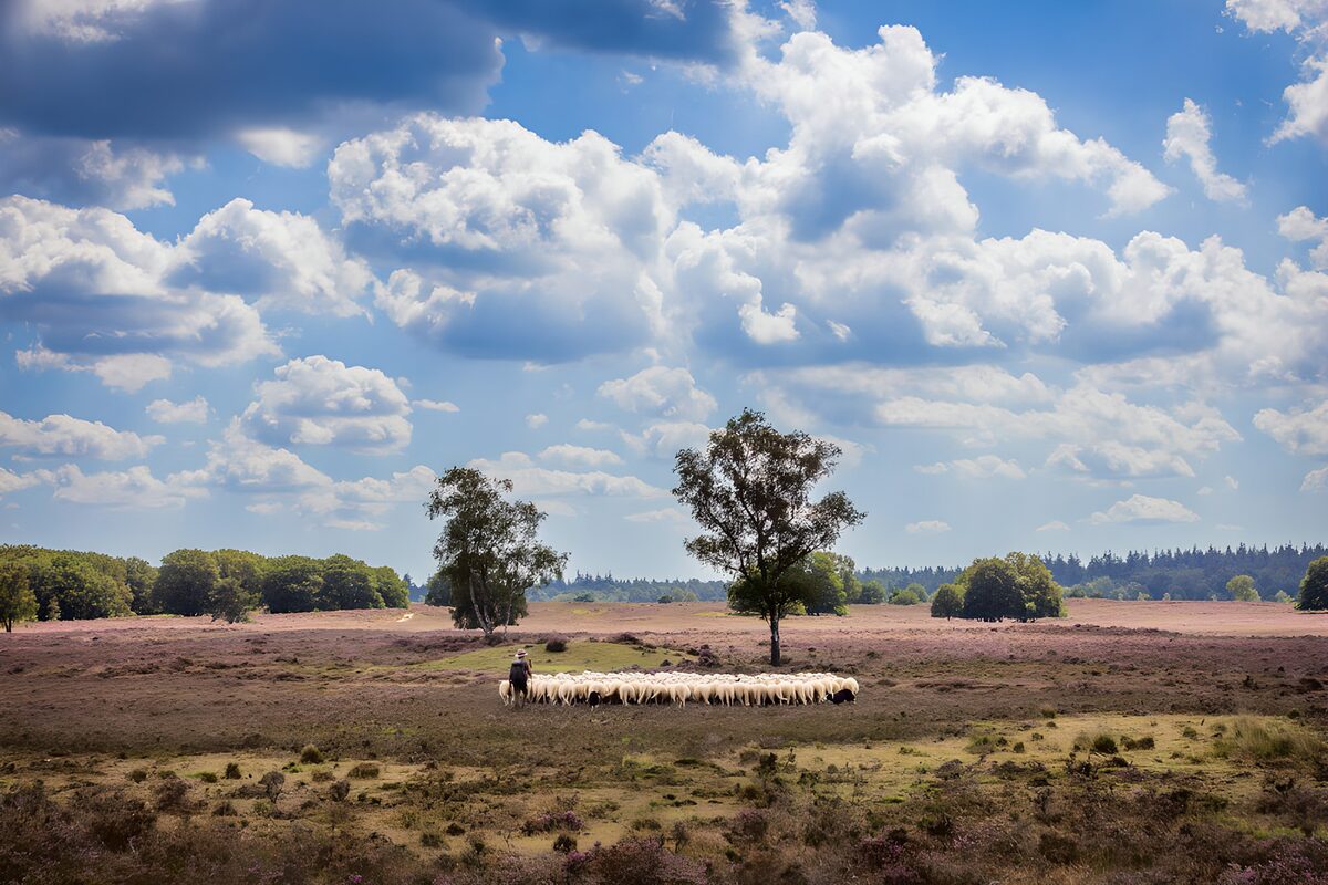 TPDE79791: Schafherde in blühender Heide