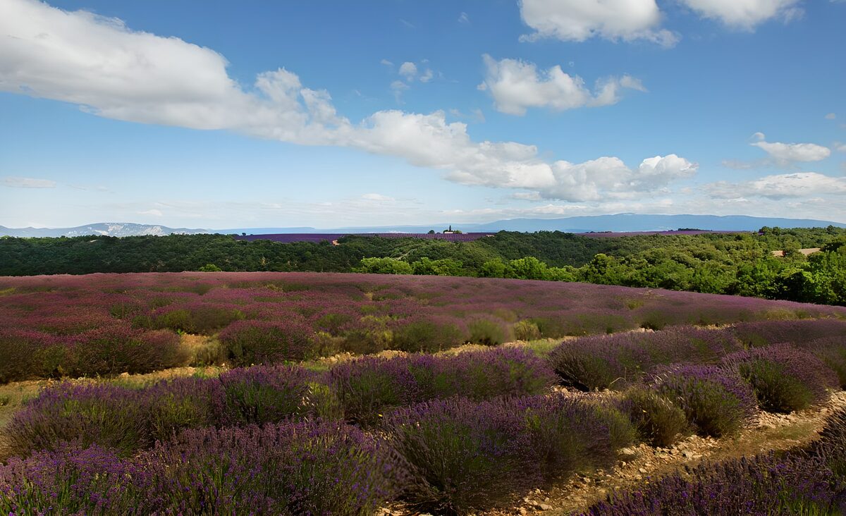 herrlicher Ausblick auf die Lavendelfelder in einer hügeligen Landschaft