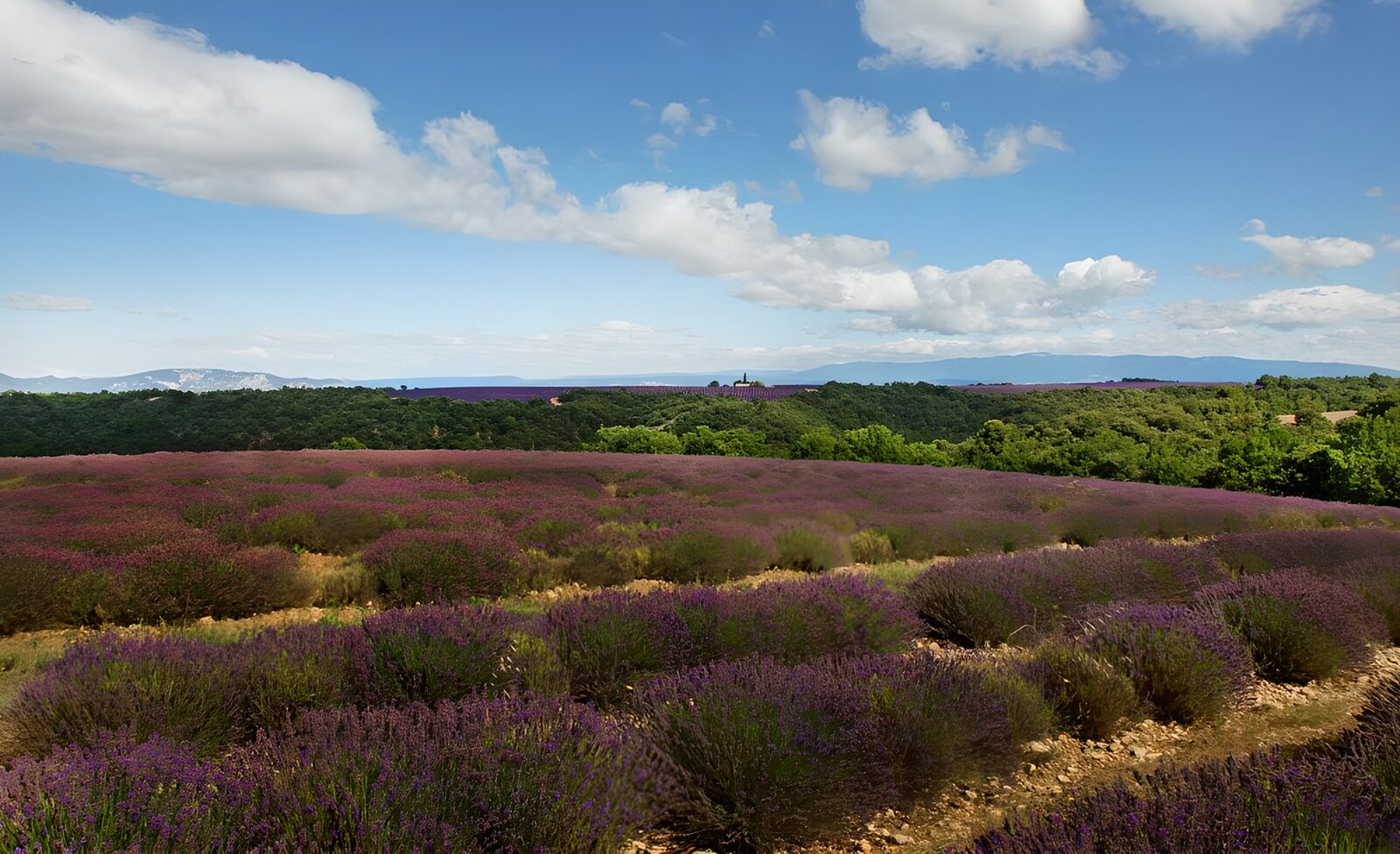 TPDE90126: herrlicher Ausblick auf die Lavendelfelder in einer hügeligen Landschaft
