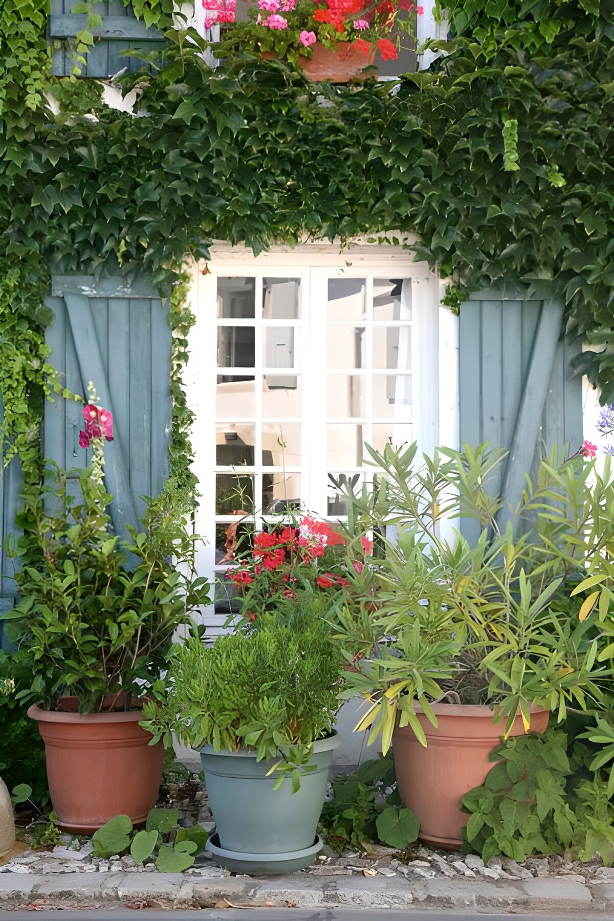 TPDE87077: Pflanzen und Blumen bei geöffneten Fensterläden mit Efeu
