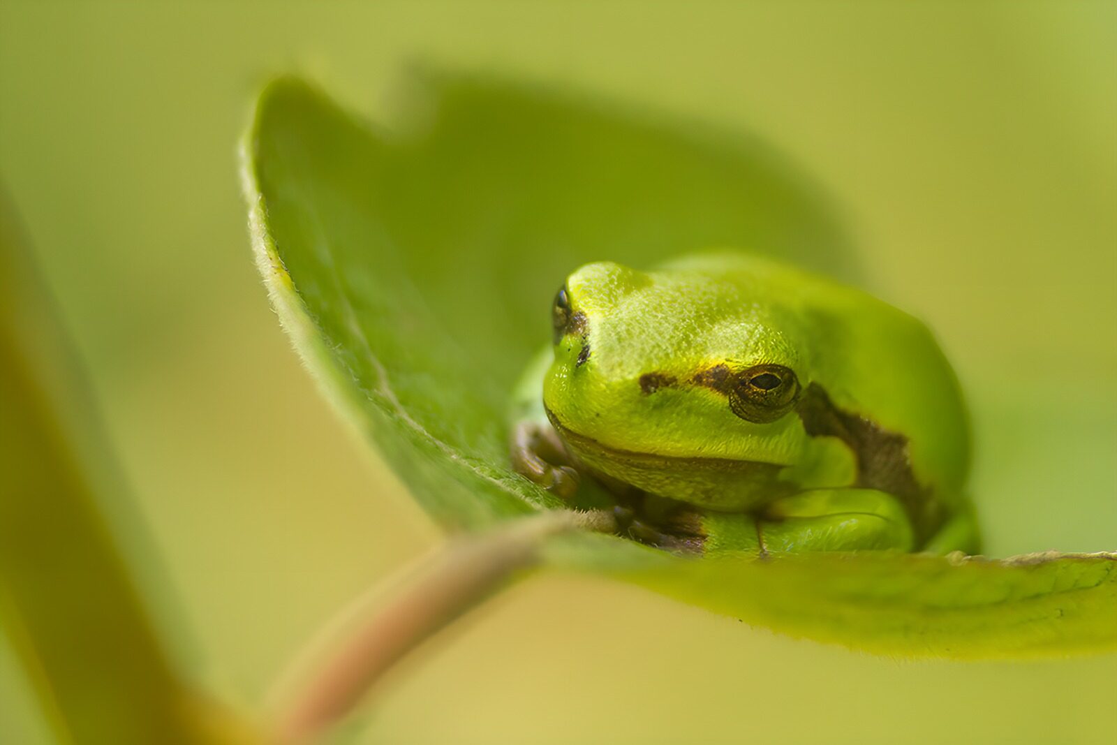 TPDE92743: Grüner Baumfrosch auf einem Blatt