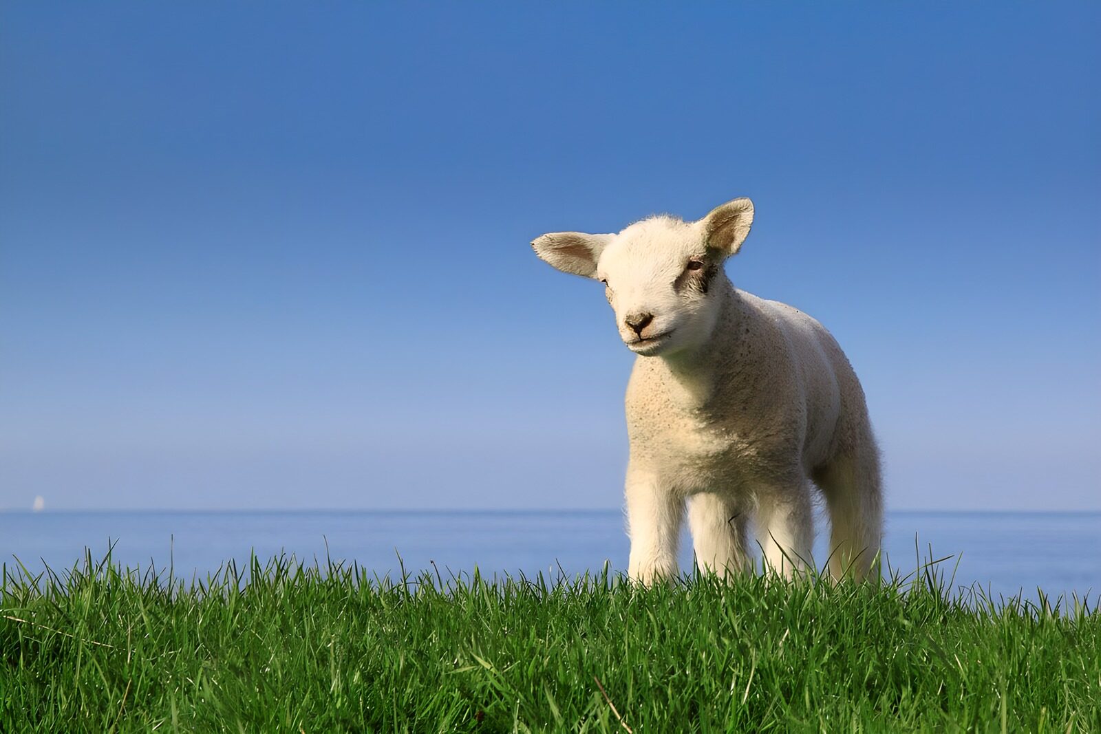 TPDE98148: Kleines Lamm oben am Deich