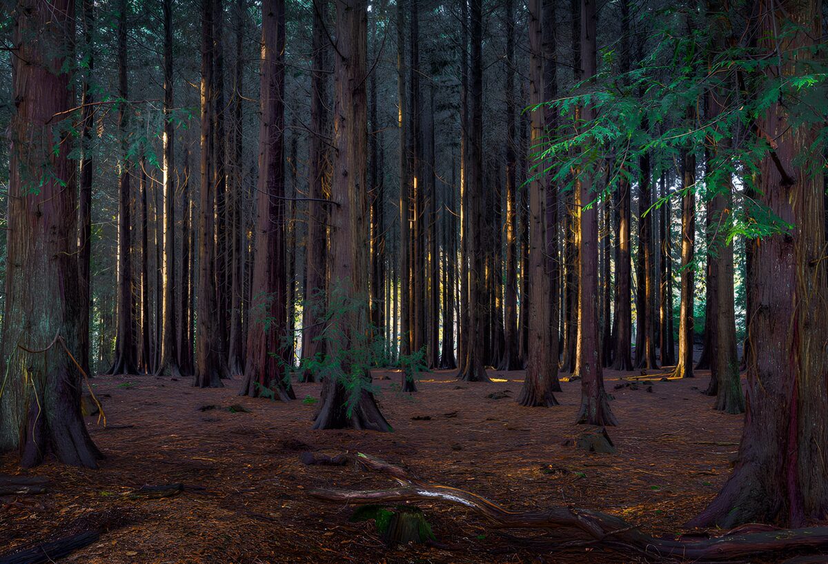 TPDE73581: Mystischer Wald im sanften Licht