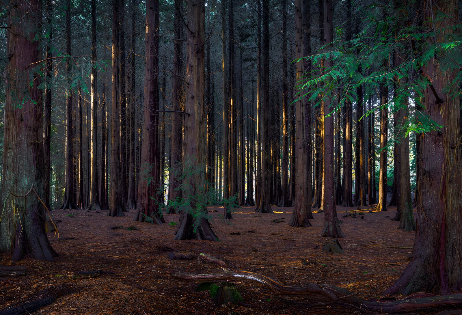 TPDE73581: Mystischer Wald im sanften Licht