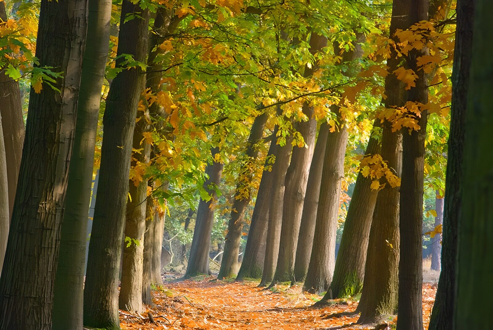 TPDE68468: Wanderweg zwischen Buchen mit Herbstblättern am Boden