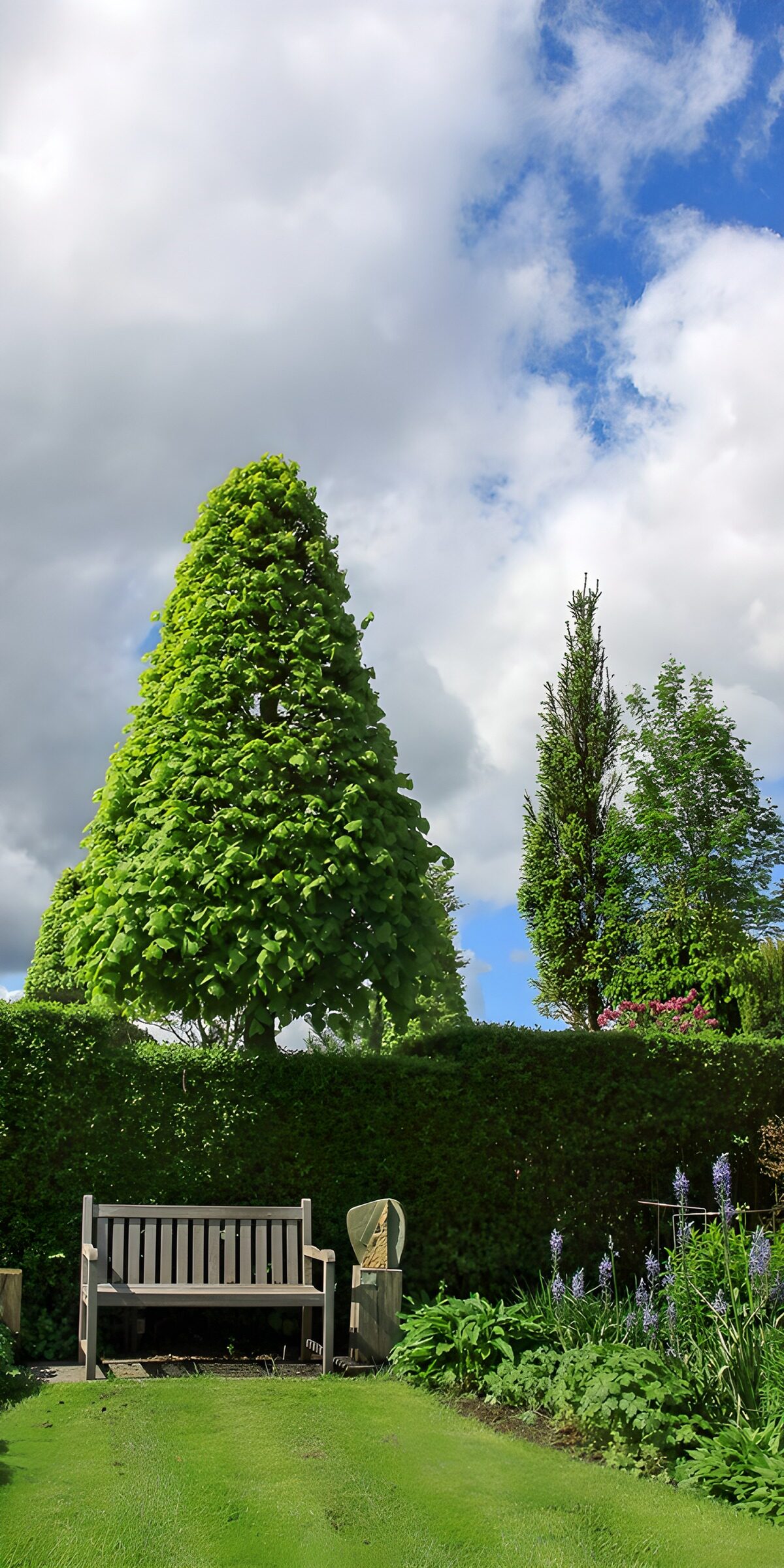 TPDE15228: Ruhiger Garten mit Blick auf Wolken