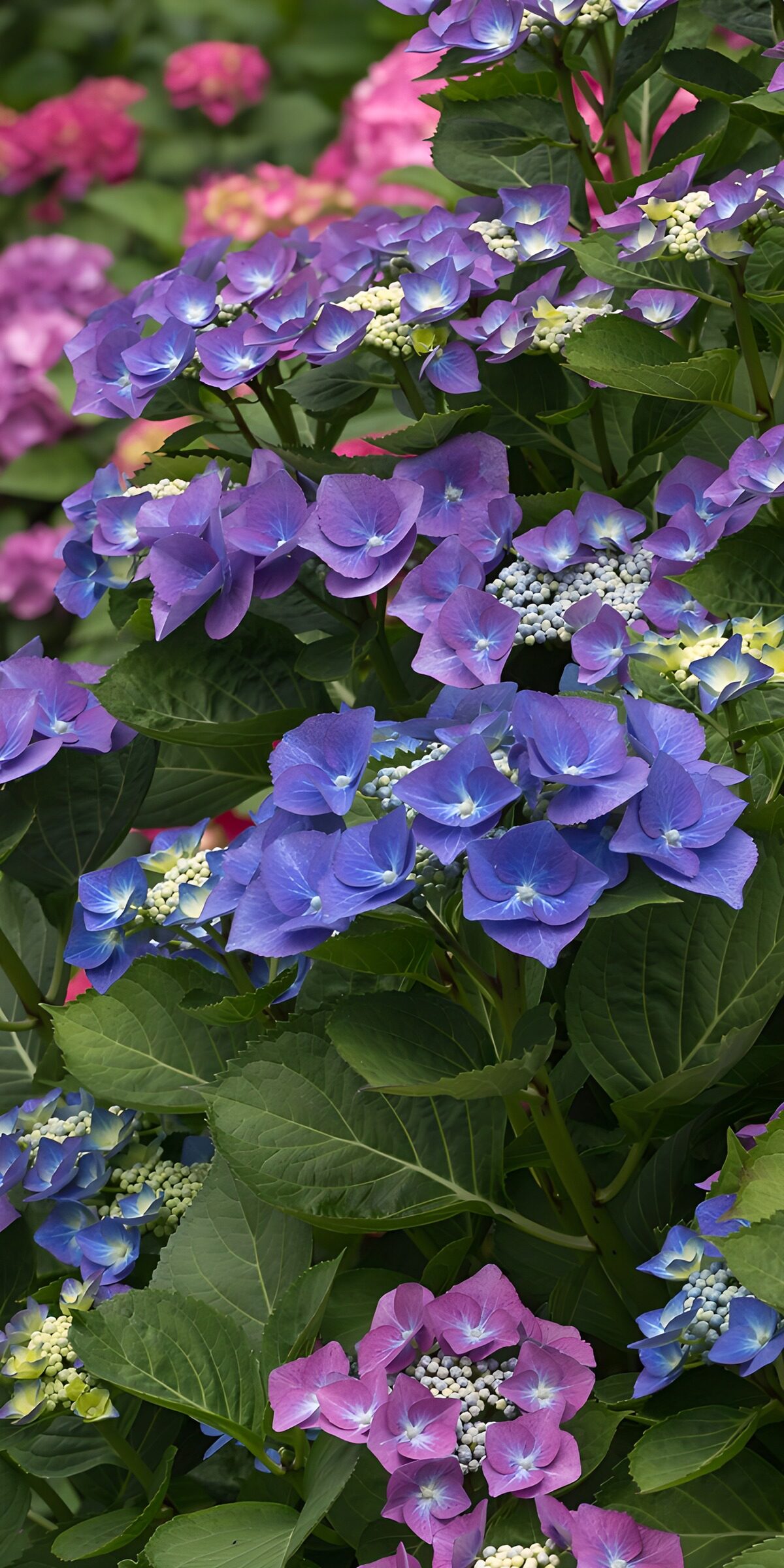 TPDE29292: Farbenfrohe Hortensien im Garten