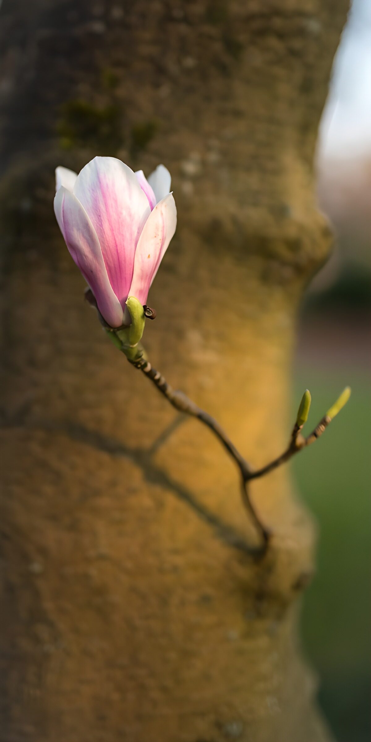 TPDE80648: Blühende Magnolie am Baum