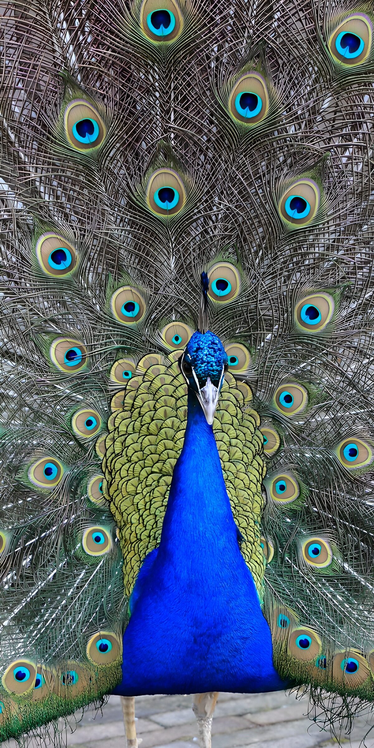 TPDE31968: Prachtvoller Pfau im Federkleid