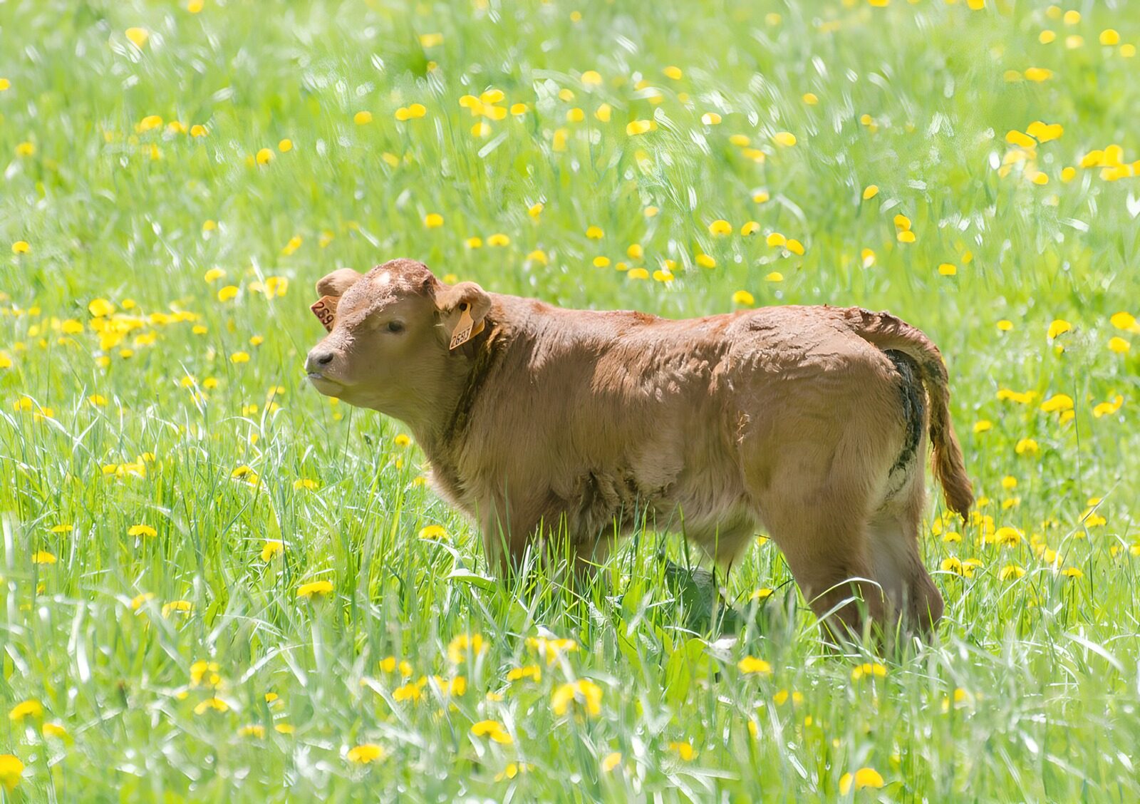 TPDE43954: Bulle in einer Weide mit Löwenzahn und hohem Gras