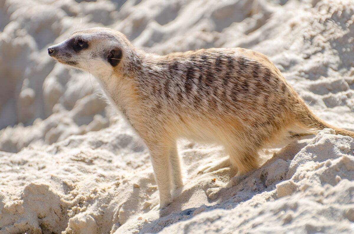 TPDE38082: ein wachsamer Lemur 