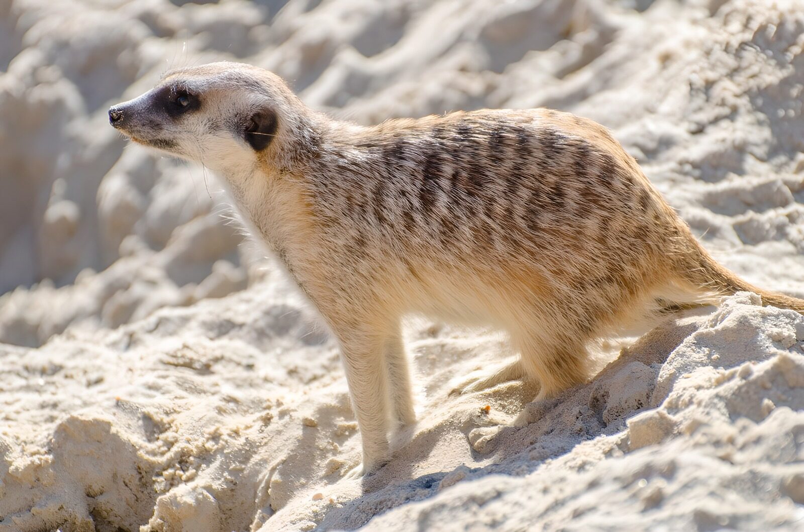 TPDE38082: ein wachsamer Lemur 
