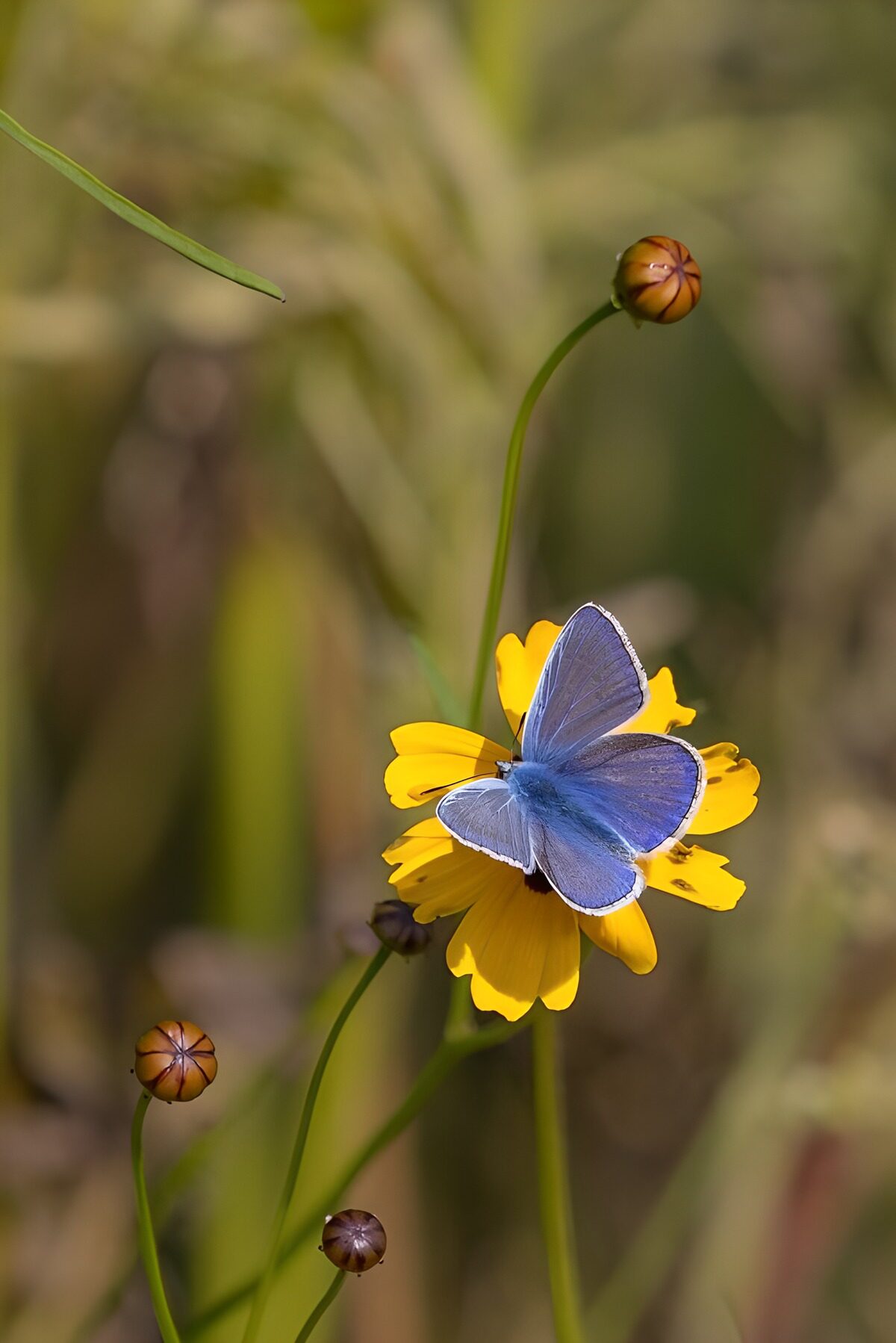 TPDE35649: Blauer Schmetterling auf gelber Blüte