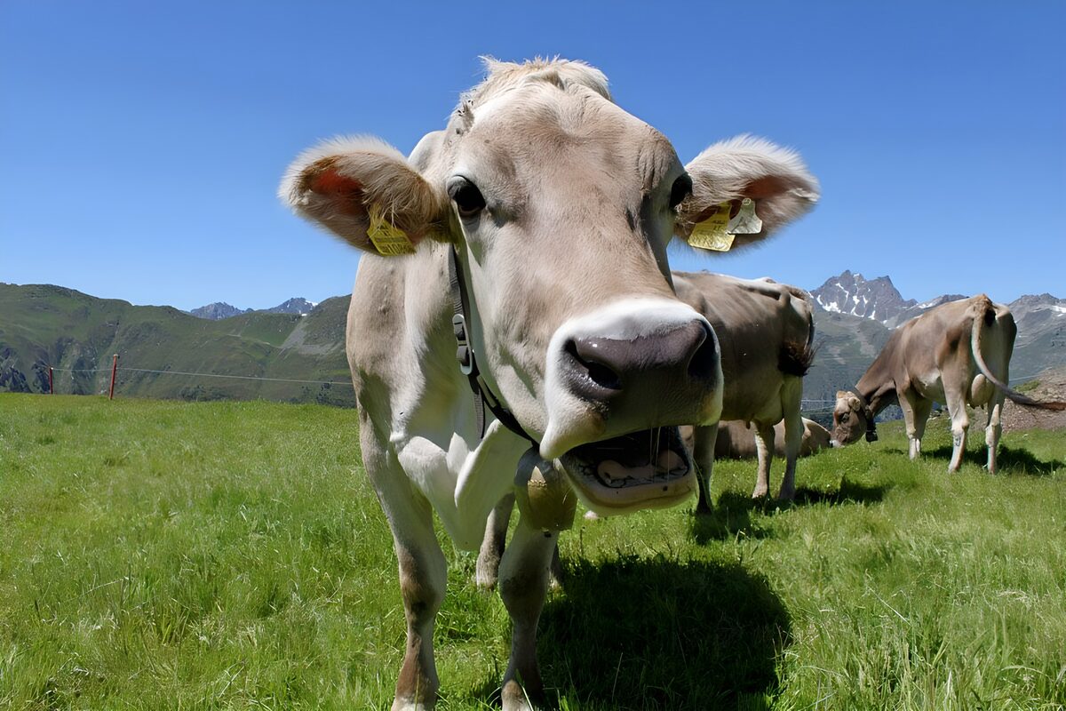 TPDE78692: neugierige Kuh auf einer Almwiese