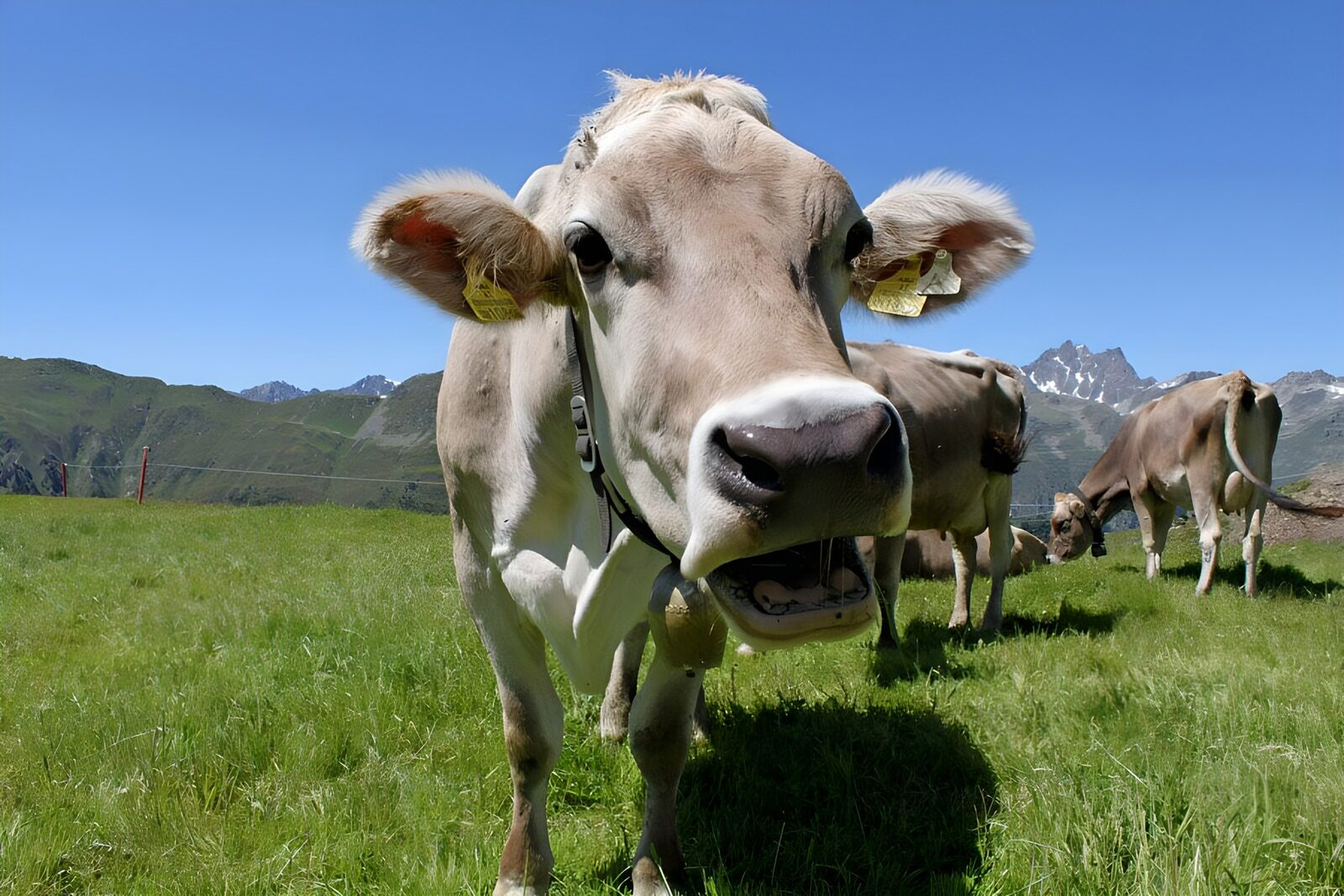 TPDE78692: neugierige Kuh auf einer Almwiese