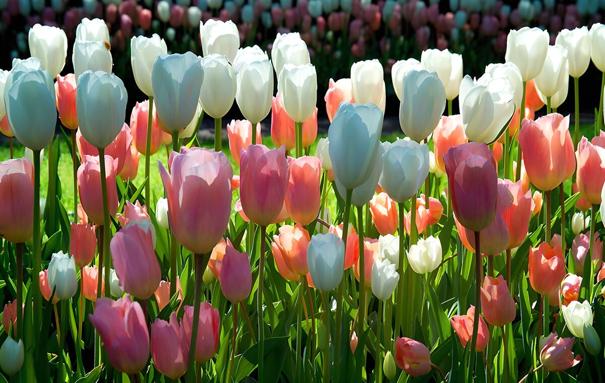 Tulpen im Frühling