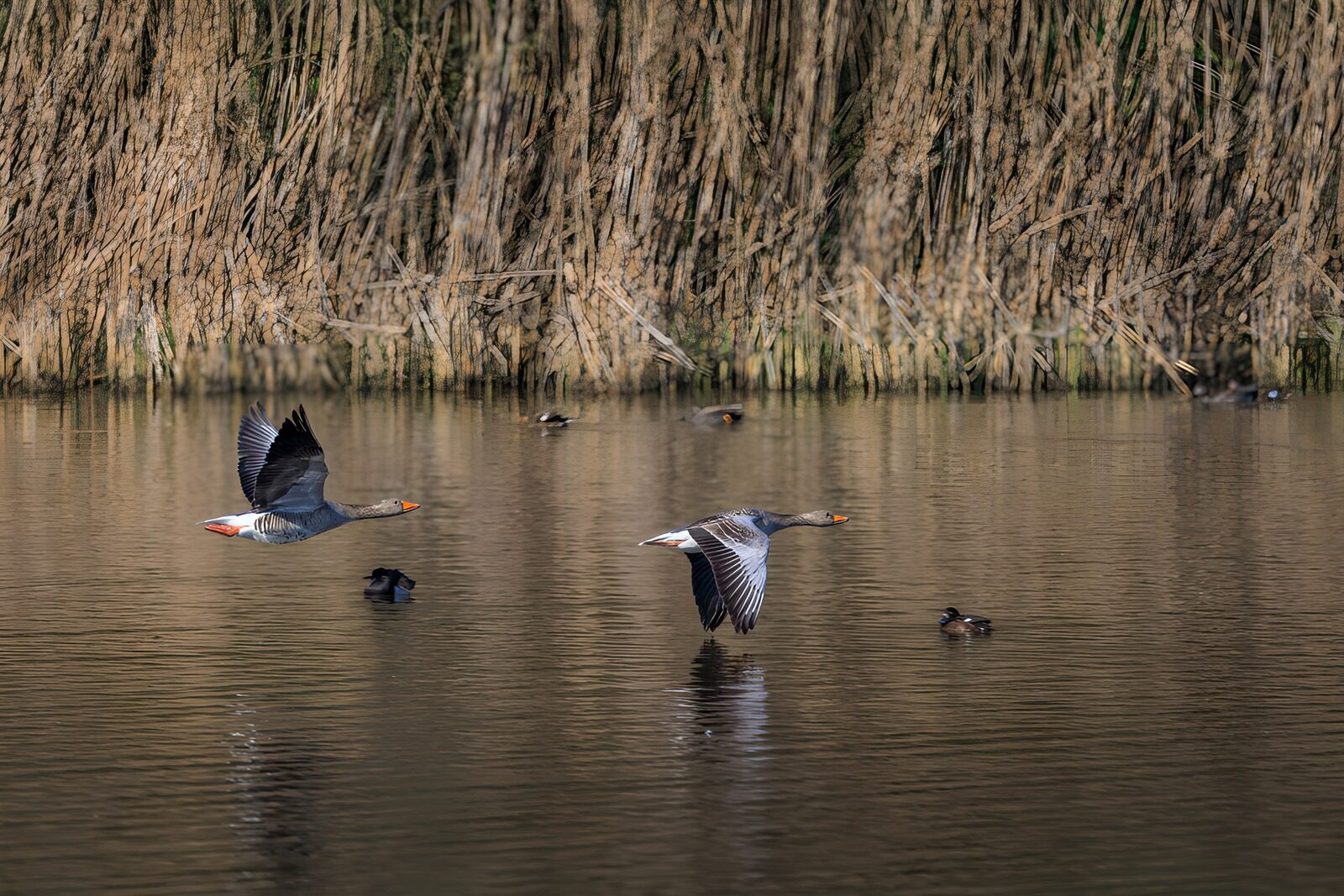 TPDE60575: Fliegende Gänse über dem Wasser