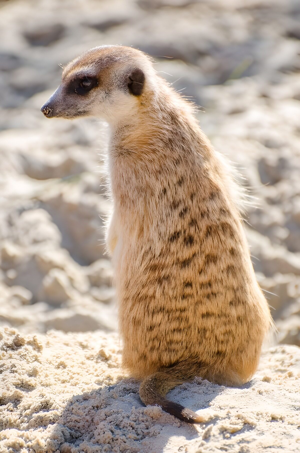 TPDE30788: ein wachsamer Lemur 