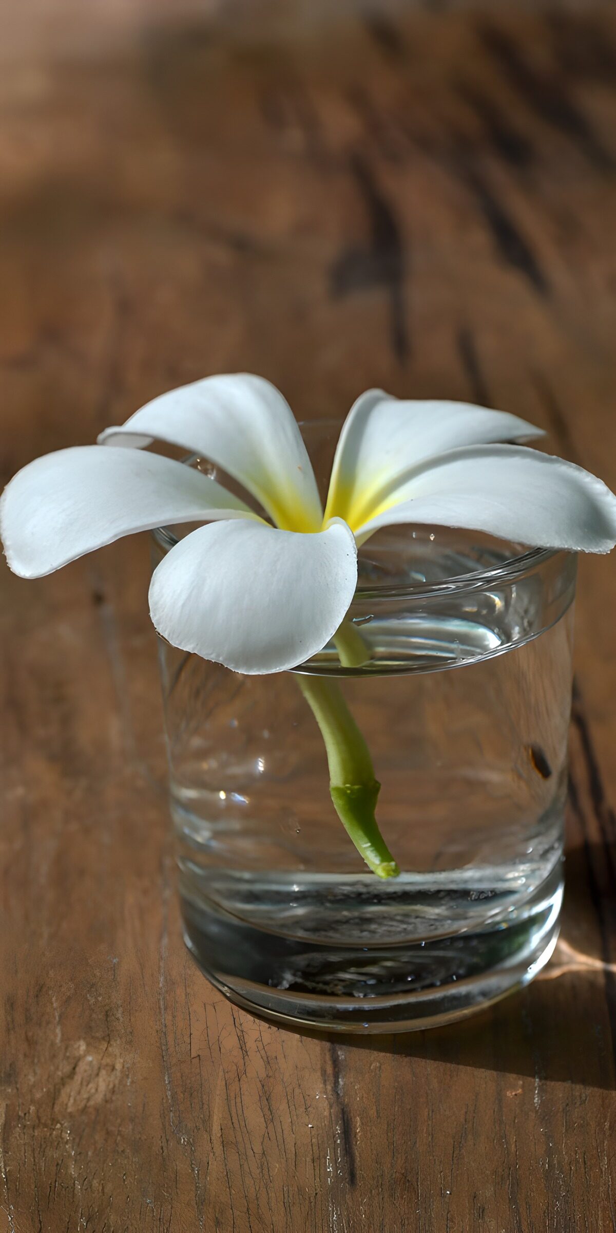 TPDE16698: Blüte in klarem Wasser