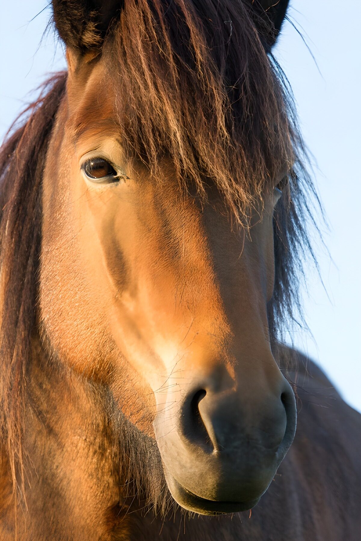 TPDE51300: Majestätisches Pferd im Sonnenlicht