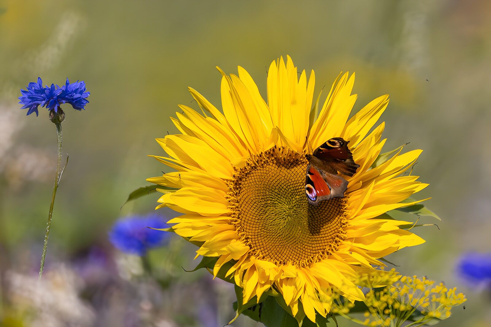 TPDE74970: Schmetterling auf einer Sonnenblume