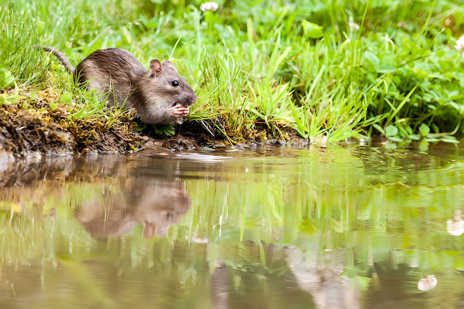 TPDE73202: Ein Fischotter lauert auf kleine Fischarten
