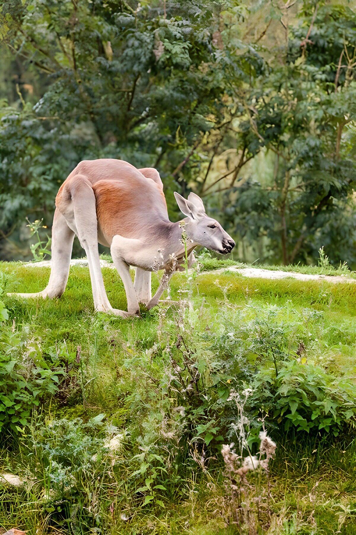 TPDE63871: ein Känguru in einem Zoo
