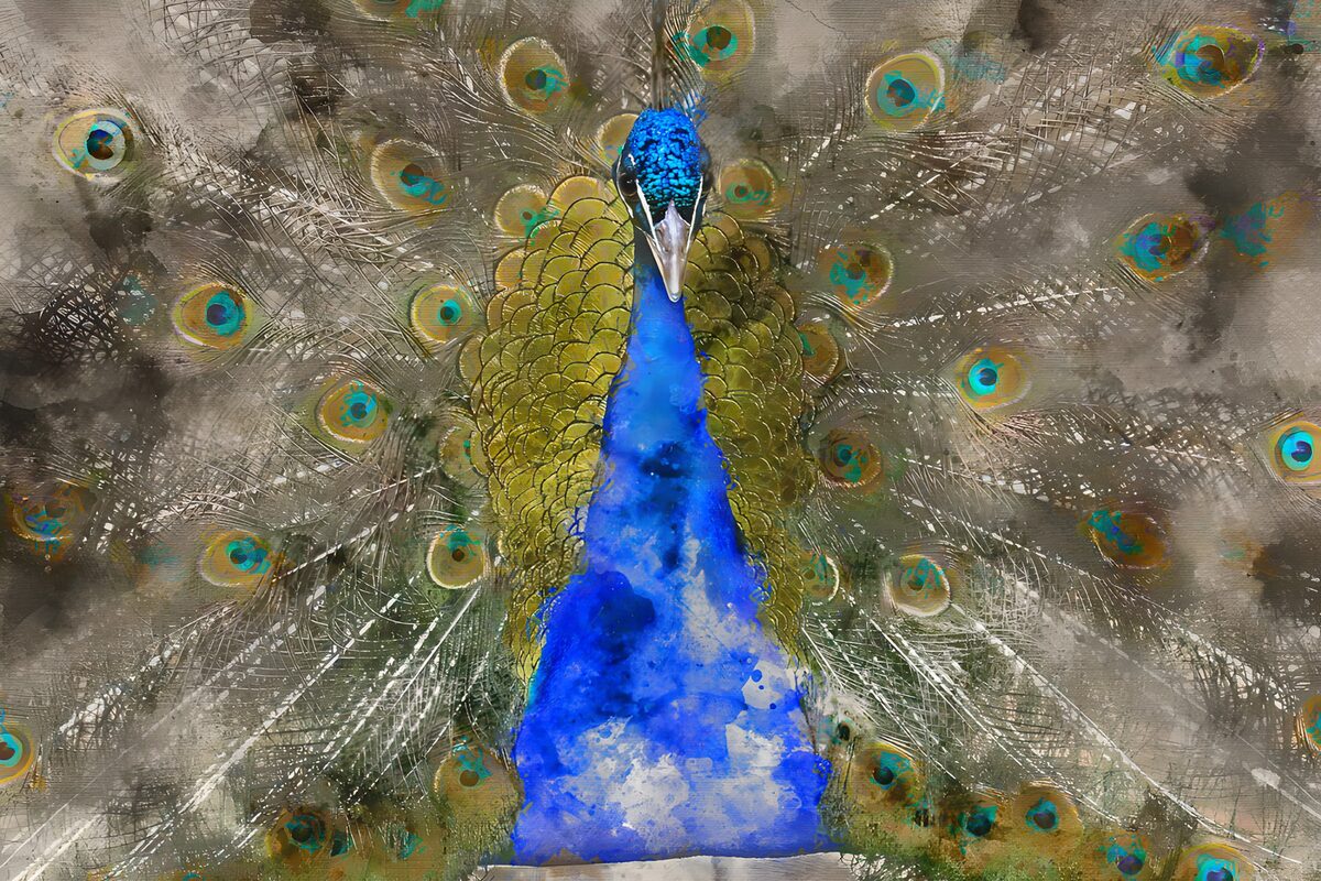 Prächtiger Pfau im Kaleidoskop