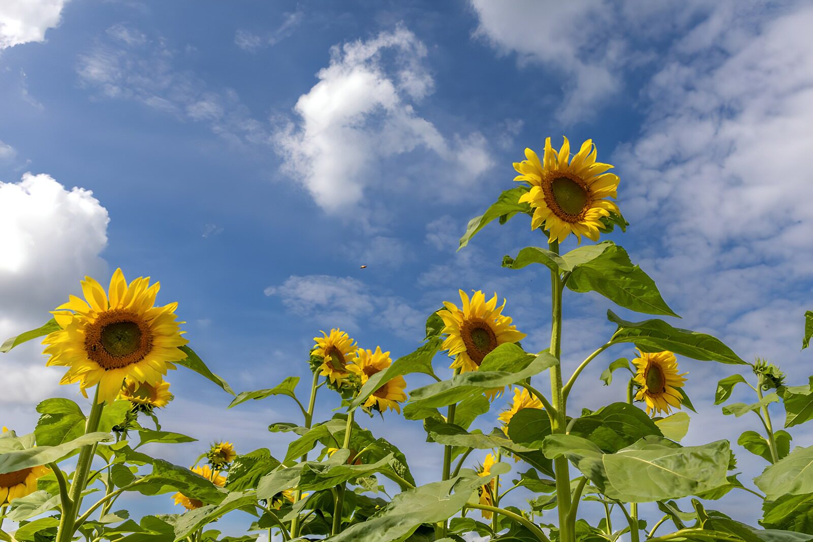 TPDE48892: Sonnenblumen im strahlenden Himmel